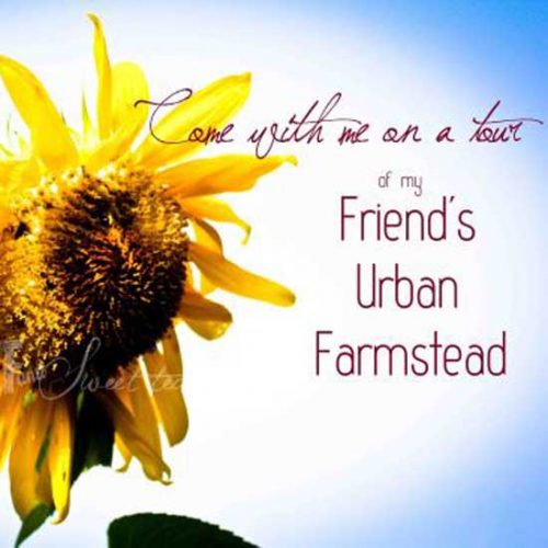 Urban Farmstead Friends